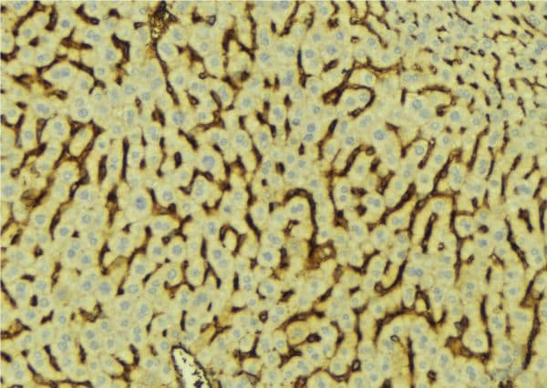 APOH / Apolipoprotein H Antibody
