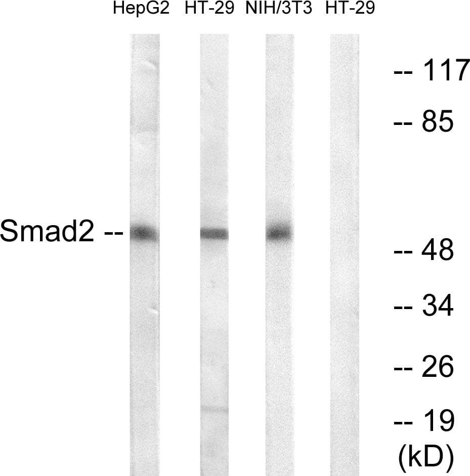 SMAD2 Antibody (p245)