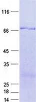 Human SPIRE1 Protein (Recombinant His, N-Terminal)