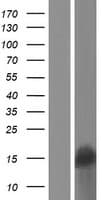 SPANXA2 Protein (Over-Expression Lysate Myc-DDK (Flag))