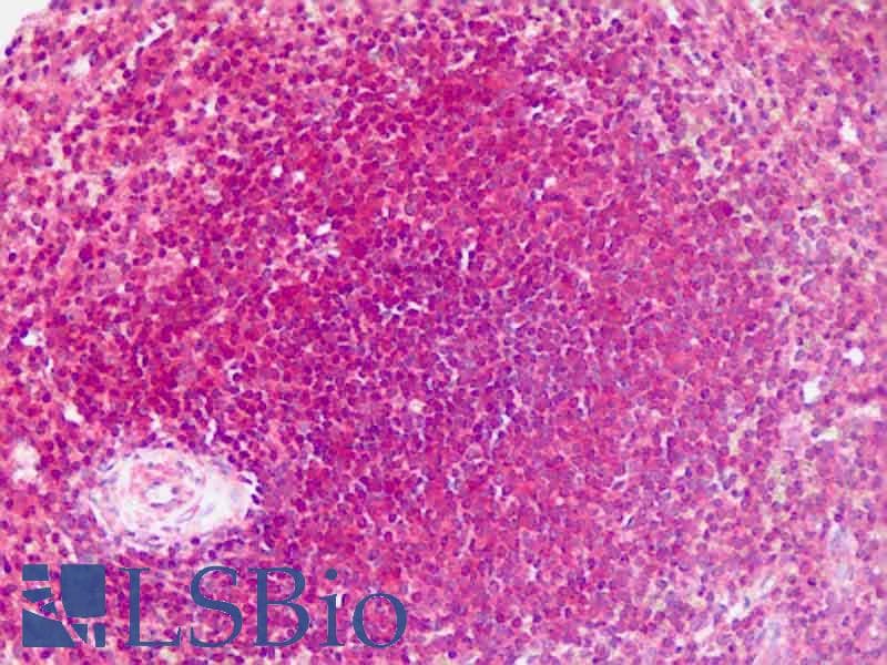IHC-plus™ LEO1 Antibody (aa130-159)