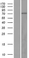 ZNF334 Protein (Over-Expression Lysate Myc-DDK (Flag))