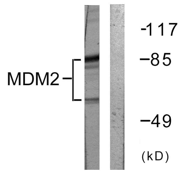 Polyclonal Rabbit anti-Human MDM2 Antibody (p166, IF, WB)