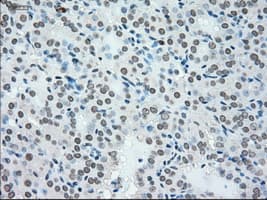 NRBP1 / NRBP Antibody (clone OTI5C3)