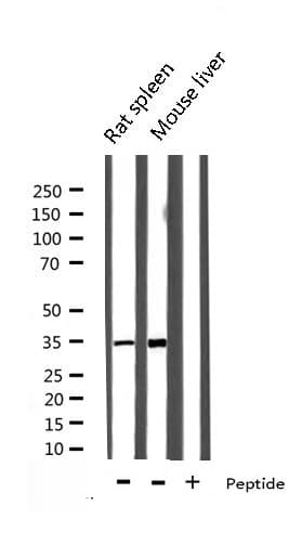 EFNB2 / Ephrin B2 Antibody