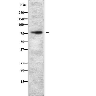 ZNF750 Antibody