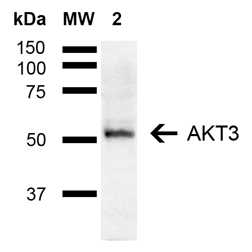 AKT3 Antibody (PerCP)