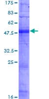 Human OR8D1 Protein (Recombinant GST)