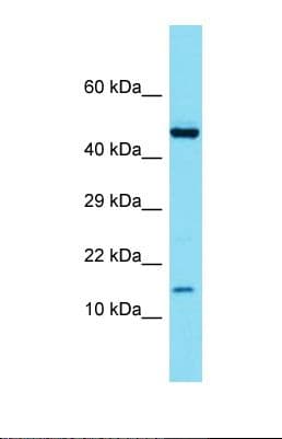 ATP6V1G3 Antibody (N-Terminus)