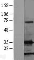 FGF2 / Basic FGF Protein (Over-Expression Lysate Myc-DDK (Flag))