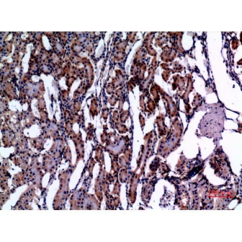 E2F4 Antibody