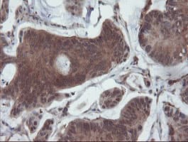 SENP2 Antibody (aa139-523, clone OTI3E7)