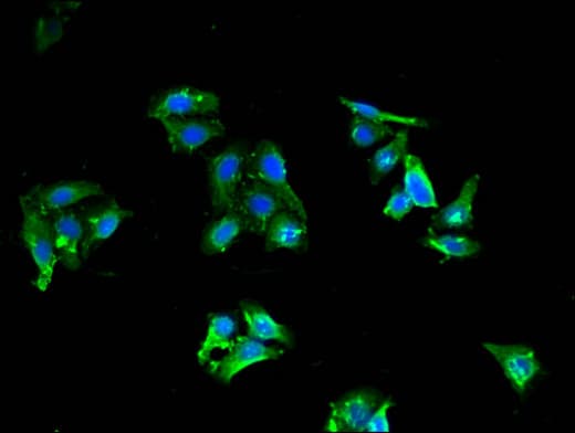 OFD1 Antibody