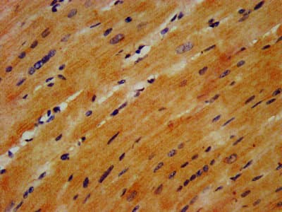 GABARAPL2 / ATG8 Antibody