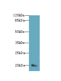 DEFB129 Antibody