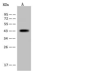 MAP2K1 / MKK1 / MEK1 Antibody (clone 131, Preservative Free)