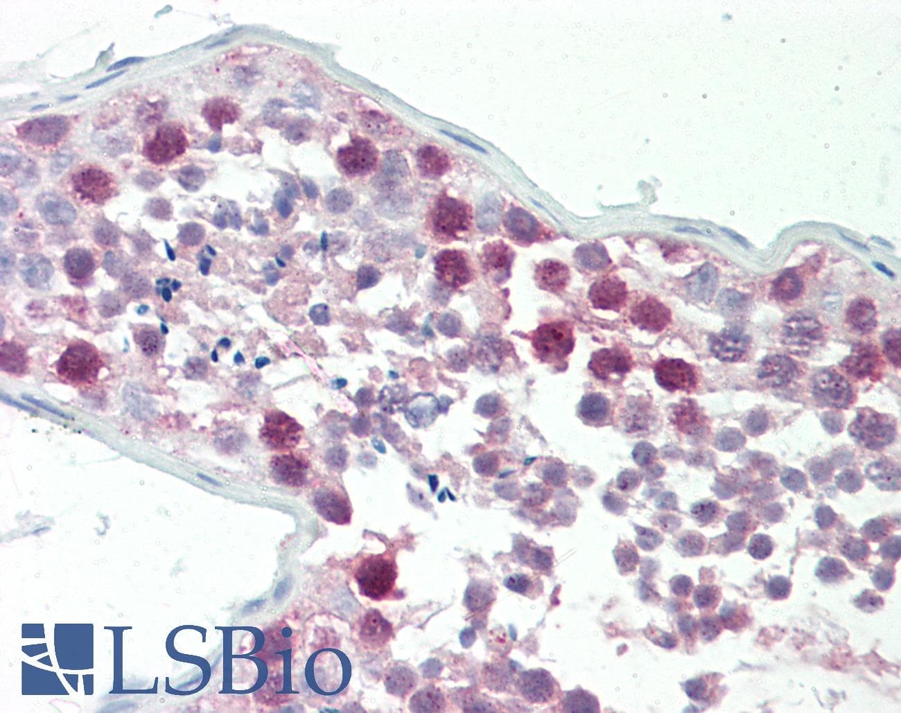 IHC-plus™ CSTF1 Antibody (aa1-50)