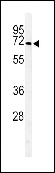 Polyclonal Rabbit anti-Human ARSI / Arylsulfatase I Antibody (aa454-483, WB)