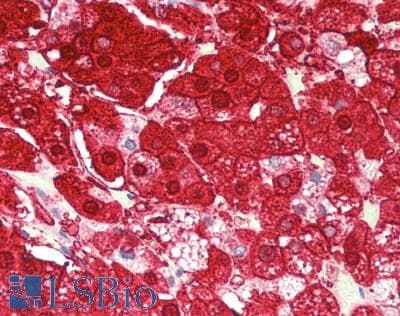 IHC-plus™ RGS5 Antibody (aa71-120)