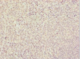 SUPT4H1 / SPT4 Antibody