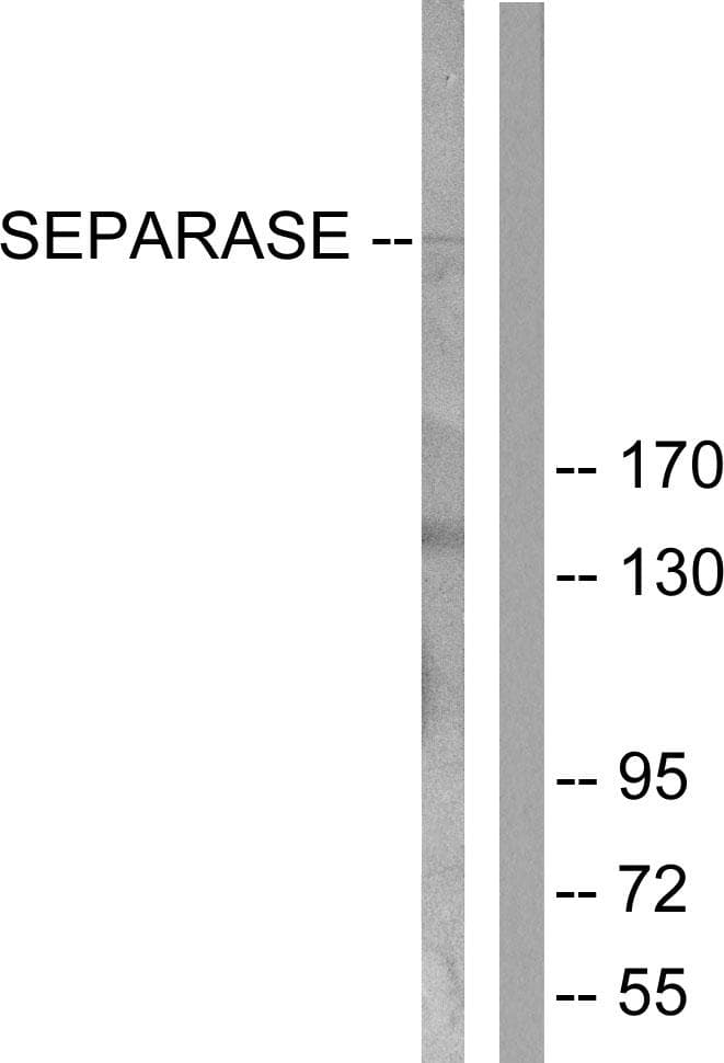 ESPL1 / Separase Antibody (p801)