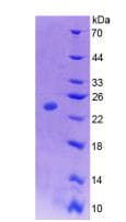 Mouse CSF1 / MCSF Protein (Recombinant His-T7)
