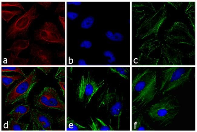 Polyclonal Goat Anti-Mouse IgG Secondary Antibody (DY633, IHC, IF, WB)