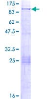 Human PLEKHH3 Protein (Recombinant GST)