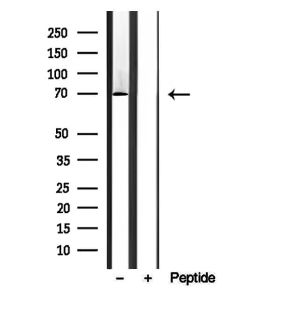 BBS7 Antibody