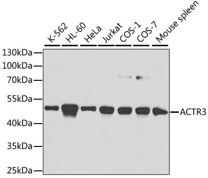 ACTR3 Antibody