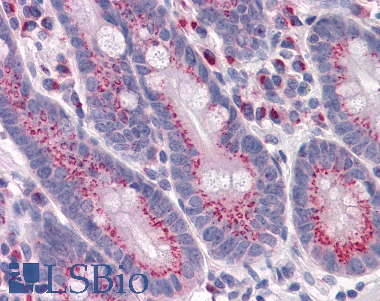 PathPlus™ GPR3 Antibody (clone 3B4-G3)