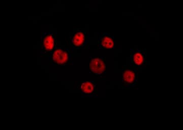HOXC8 Antibody