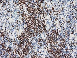 MEF2C Antibody (clone OTI4F7)