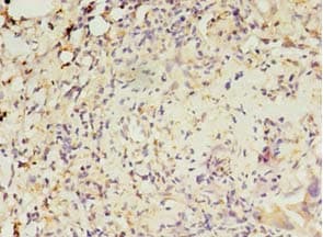 Polyclonal Rabbit anti-Human MAS1L / MRG Antibody (IHC, WB)