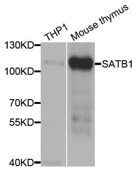SATB1 Antibody