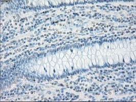 CD32A Antibody (clone OTI9G5)