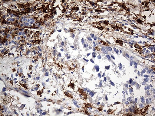 CD14 Antibody (aa20-87, clone OTI9C7)