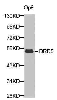 IHC-plus™ DRD5 / Dopamine Receptor D5 Antibody