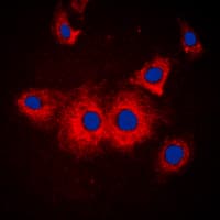 IHC-plus™ SLK Antibody (C-Terminus)