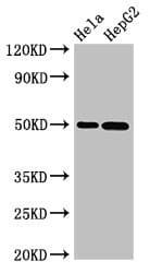 Polyclonal Rabbit anti-Human SGMS1 / TMEM23 Antibody (WB)