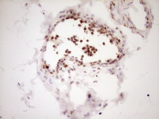 LPIN1 / Lipin 1 Antibody (clone OTI8F10)