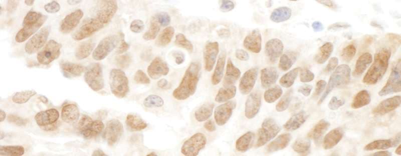 FAM175A / CCDC98 Antibody (aa400-409)