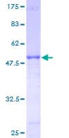 Human KIRREL2 / FILTRIN Protein (Recombinant GST)