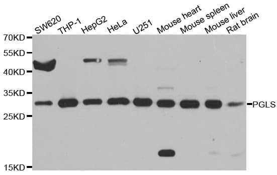 PGLS / 6PGL Antibody