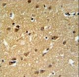 EMC10 Antibody (aa19-48)