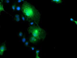 FXYD3 Antibody (clone OTI4E3, Carrier-free)