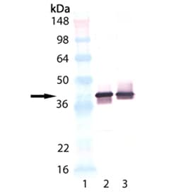 SYP / Synaptophysin Antibody (clone SP15)