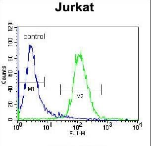 Polyclonal Rabbit anti-Human NKD2 Antibody (aa366-393, IHC, IF, WB)