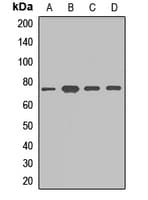 Polyclonal Rabbit anti-Human DYNC1I1 Antibody (IHC, WB)