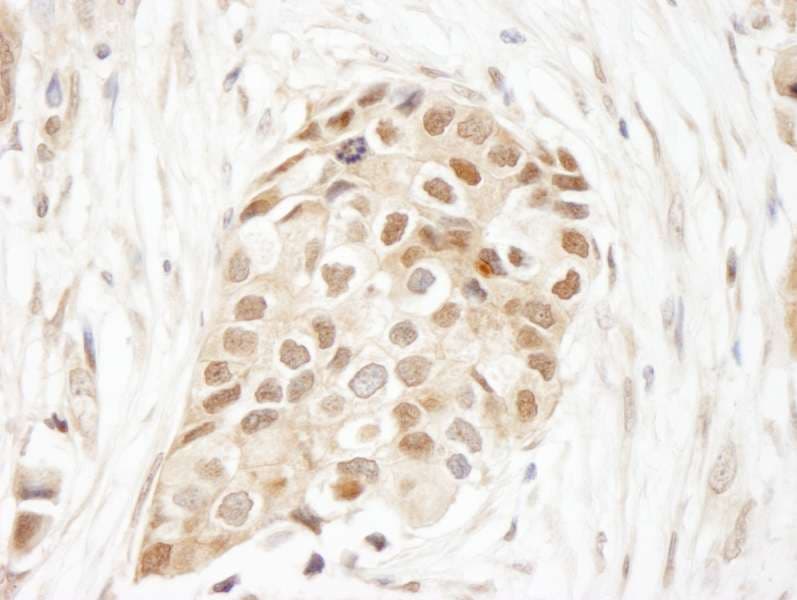 UBA52 Antibody (aa1-50)